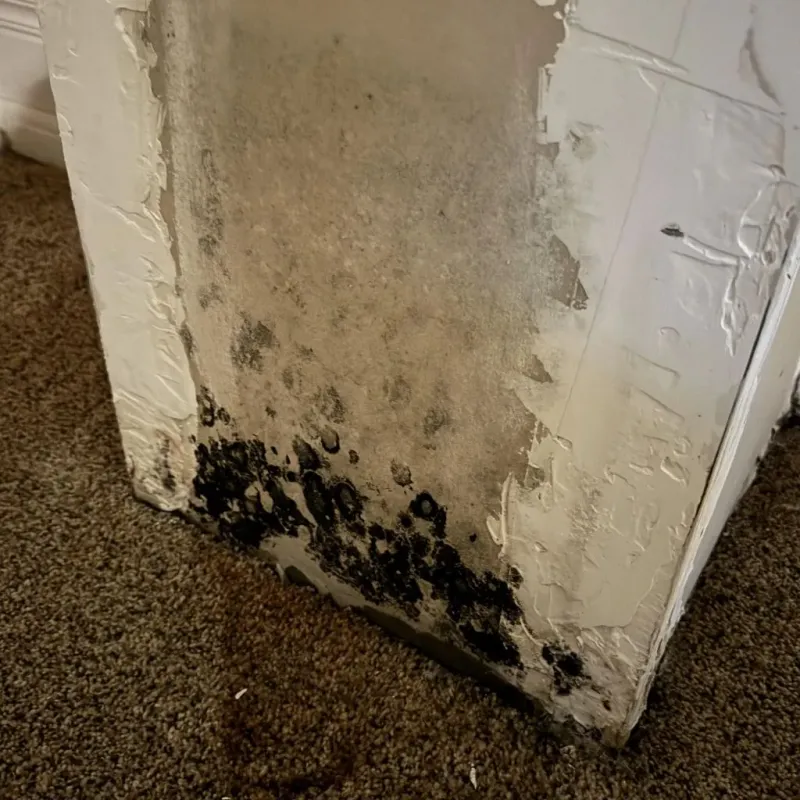 Professional Mold Removal in Jellico, TN